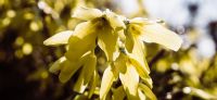 05_forsythia_goldflieder