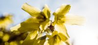 06_forsythia_goldflieder