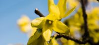 07_forsythia_goldflieder