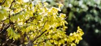 09_forsythia_goldflieder