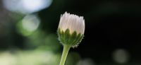 01_Gaensebluemchen_Bellis-perennis_Heilpflanze_2017