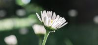 02_Gaensebluemchen_Bellis-perennis_Heilpflanze_2017