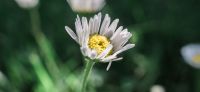 03_Gaensebluemchen_Bellis-perennis_Heilpflanze_2017
