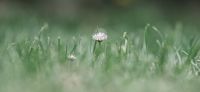 04_Gaensebluemchen_Bellis-perennis_Heilpflanze_2017