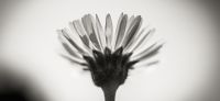 05_Gaensebluemchen_Bellis-perennis_Heilpflanze_2017