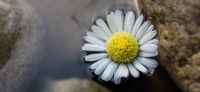 07_Gaensebluemchen_Bellis-perennis_Heilpflanze_2017