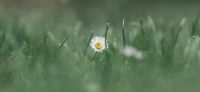 08_Gaensebluemchen_Bellis-perennis_Heilpflanze_2017