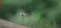 09_Gaensebluemchen_Bellis-perennis_Heilpflanze_2017