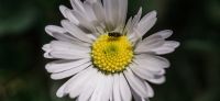 10_Gaensebluemchen_Bellis-perennis_Heilpflanze_2017