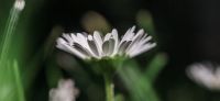 11_Gaensebluemchen_Bellis-perennis_Heilpflanze_2017