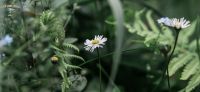 12_Gaensebluemchen_Bellis-perennis_Heilpflanze_2017