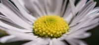 13_Gaensebluemchen_Bellis-perennis_Heilpflanze_2017