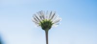 14_Gaensebluemchen_Bellis-perennis_Heilpflanze_2017