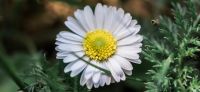 15_Gaensebluemchen_Bellis-perennis_Heilpflanze_2017