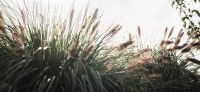 07_lampenputzergras_federborstengras_pennisetum