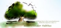 02_ausbreitender_habitus