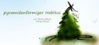 07_pyramidenfoermiger_habitus