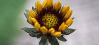 04_kokardenblume_gaillardia