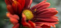 06_kokardenblume_gaillardia