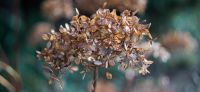 07_graeser_herbst_herbstschmuck_winterschmuck_gartenplanung