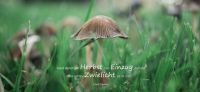 01_pilz_lasst_dunstgen_herbst_nun_einzug_halten_ernest_dawson_gartenplanung