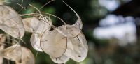 05_graeser_herbst_herbstschmuck_winterschmuck_einjaehriges_silberblatt_lunaria_annua_gartenplanung