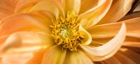 13_dahlie_herbst_dahlia_pflanzplanung_gartenplanung