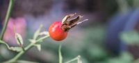 16_rosen_herbst_herbstschmuck_winterschmuck_hagebutte_gartenplanung