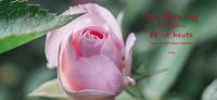 17_rosen_herbst_herbstschmuck_gartenplanung_pflanzplanung