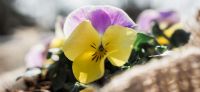 03_hornveilchen_viola_cornuta