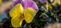 04_hornveilchen_viola_cornuta