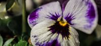 05_hornveilchen_viola_cornuta