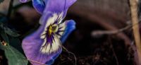 08_hornveilchen_viola_cornuta