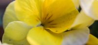 10_hornveilchen_viola_cornuta