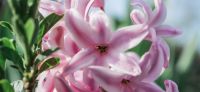 01_hyazinthe_hyacinthus