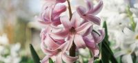 03_hyazinthe_hyacinthus