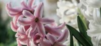 05_hyazinthe_hyacinthus