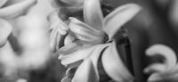 07_hyazinthe_hyacinthus