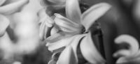 07_hyazinthe_hyacinthus