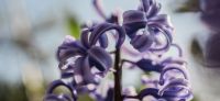15_hyazinthe_hyacinthus