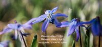 04_blaustern_scilla