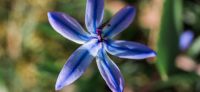 05_blaustern_scilla