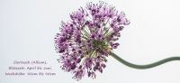 08_zierlauch_allium