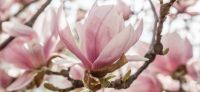 10_magnolie_magnolia_gartenplanung_gartengestaltung_pflanzplanung_leipzig