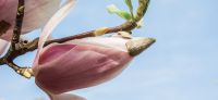 13_magnolie_magnolia_gartenplanung_gartengestaltung_pflanzplanung_leipzig