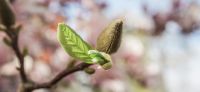 15_magnolie_magnolia_gartenplanung_gartengestaltung_pflanzplanung_leipzig