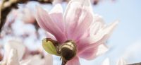 18_magnolie_magnolia_gartenplanung_gartengestaltung_pflanzplanung_leipzig