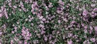 07_vorgarten_phlox_pflanzflaechen