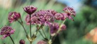 08_vorgarten_astrantia_pflanzflaechen