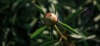 01_Pfingstrose_Paeonia